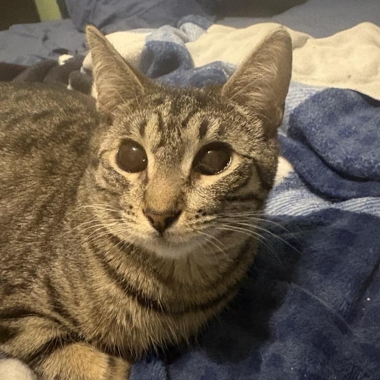 Enlarge Pixie, a Adoptable Domestic Short Hair in Temecula, CA image 1/2