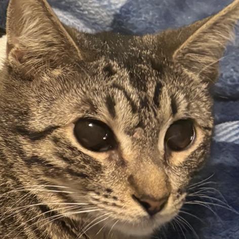 Enlarge Pixie, a Adoptable Domestic Short Hair in Temecula, CA image 2/2