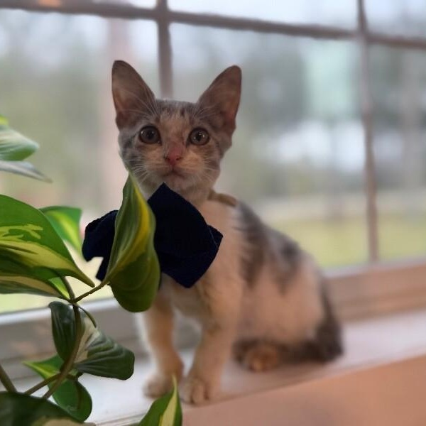 Meeny Baby — thumbnail 4