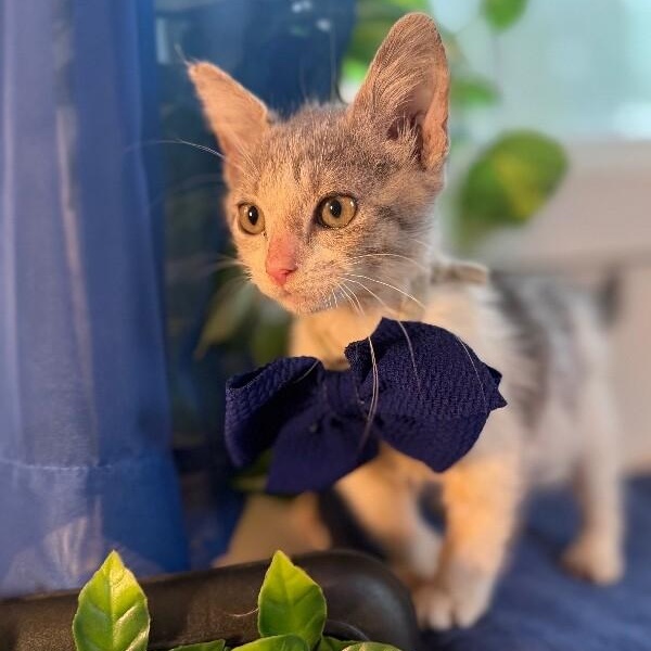 Meeny Baby — thumbnail 5