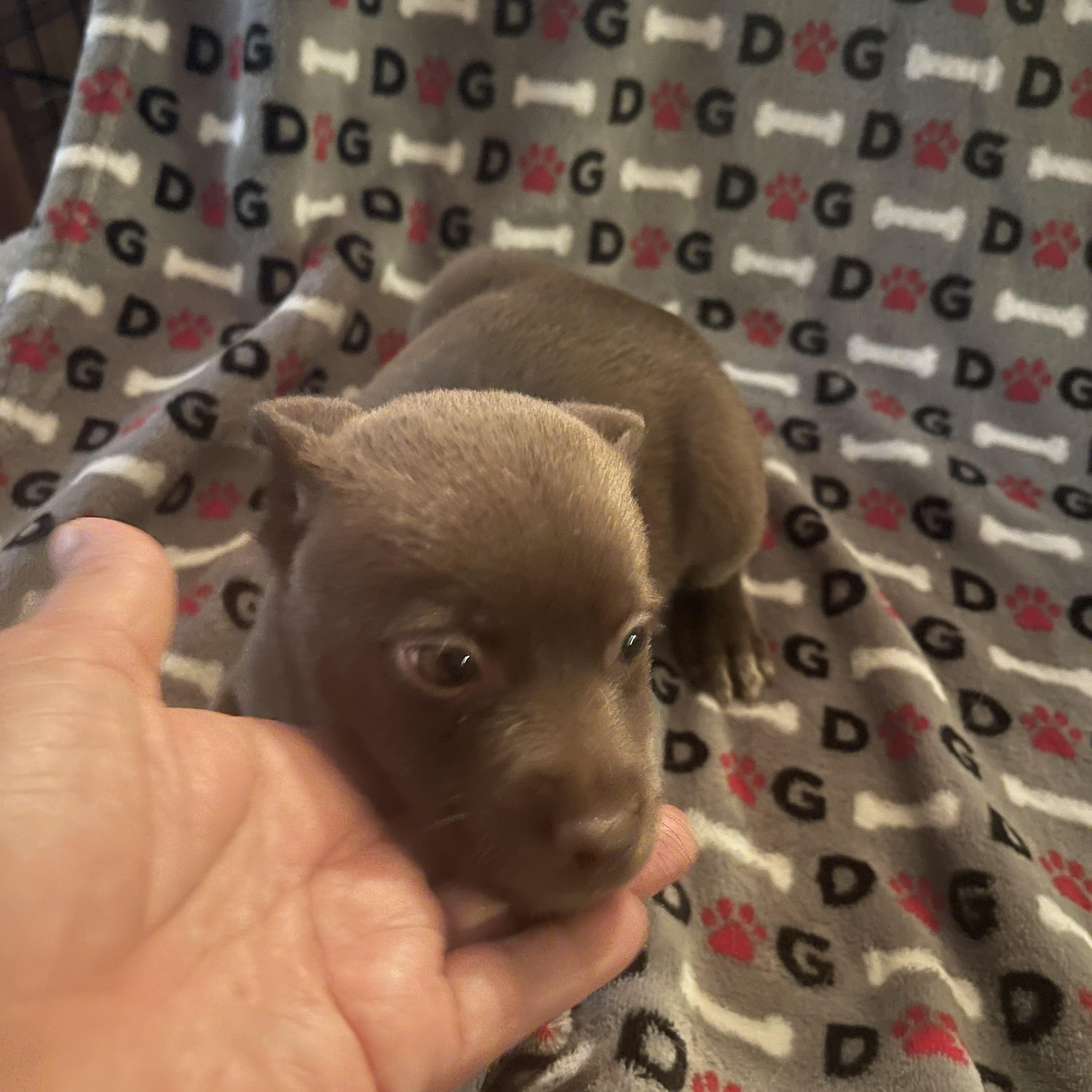 Enlarge Marina, a ADOPTABLE mixed breed in Gainesville, VA image 2/5