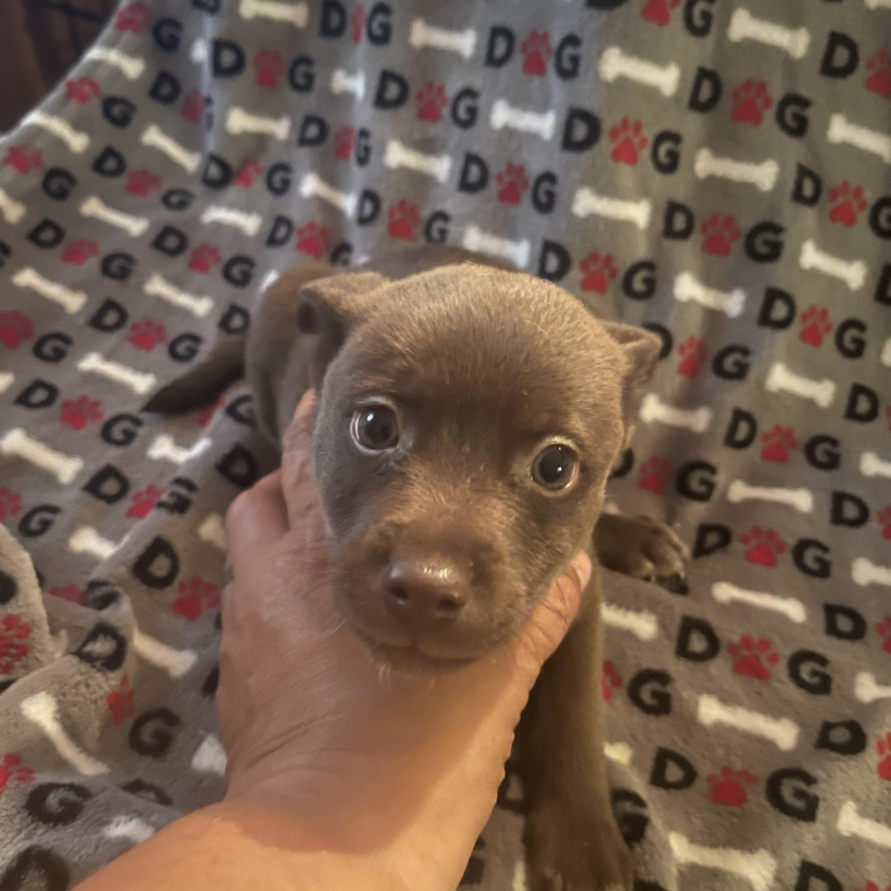 Marina, ADOPTABLE, Puppy Female Terrier.