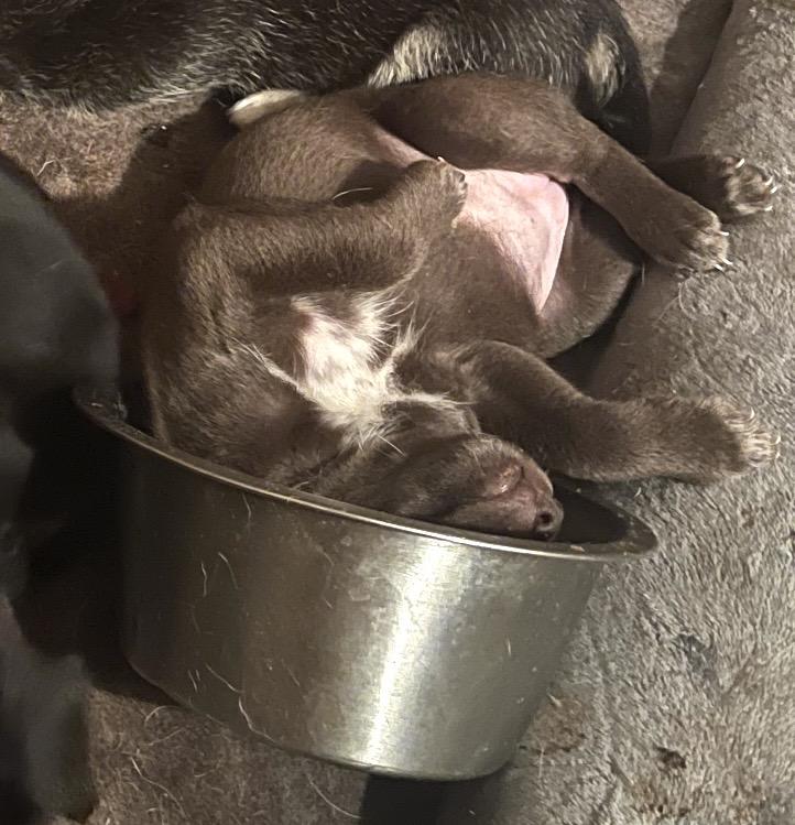 Enlarge Marina, a ADOPTABLE mixed breed in Gainesville, VA image 4/5