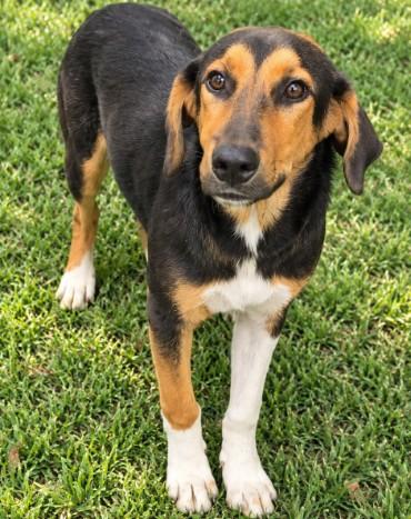 Enlarge SOCKS, a Adoptable Black and Tan Coonhound in Wylie, TX image 1/1