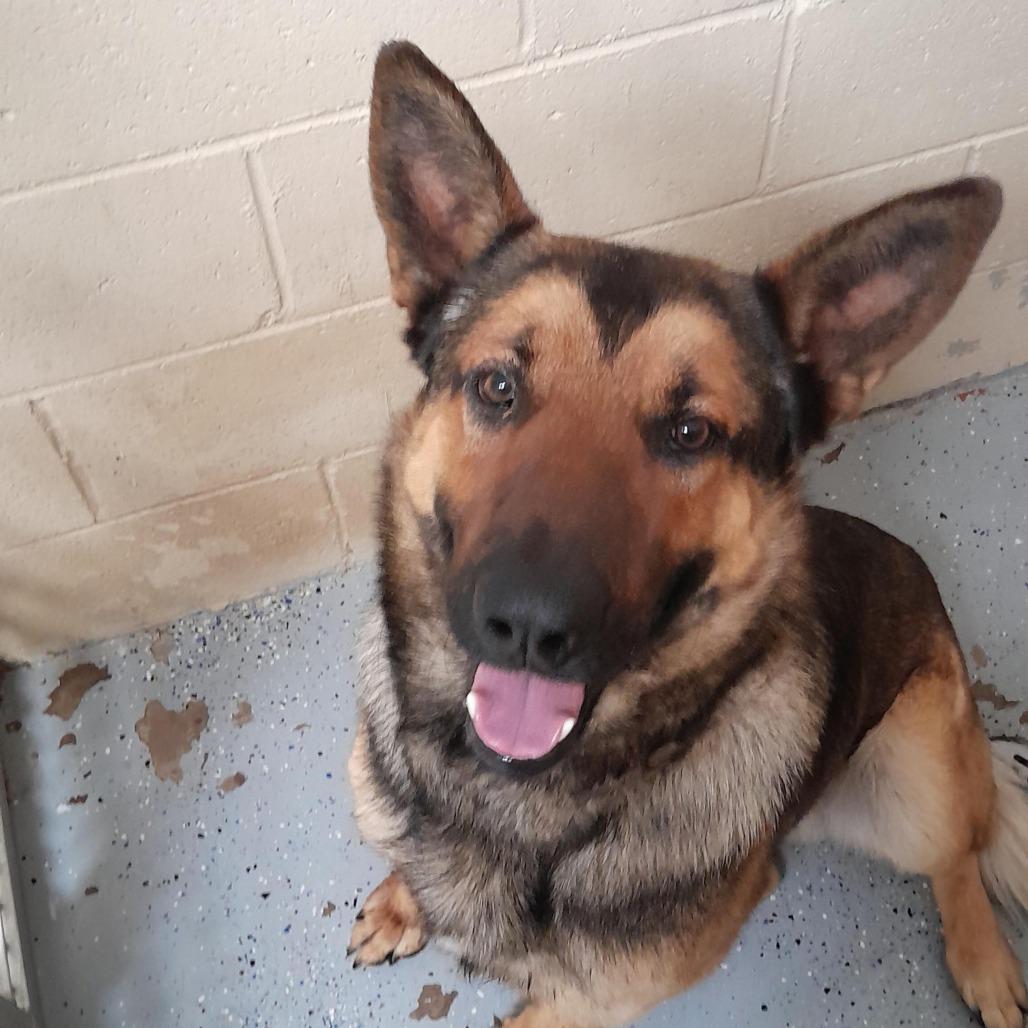 Enlarge (COD) Paco, a Adoptable German Shepherd Dog in Douglas, AZ image 1/1