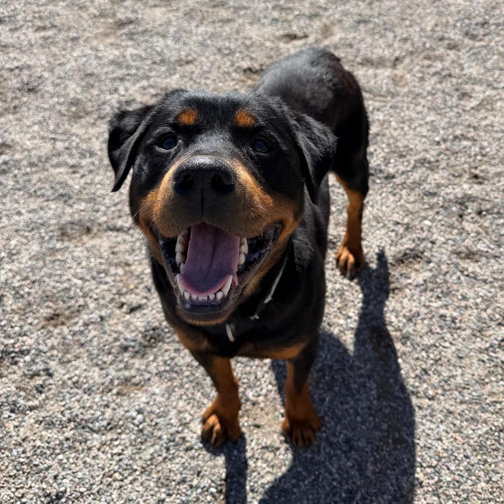 Tisha, Adoptable, Young Female Rottweiler.