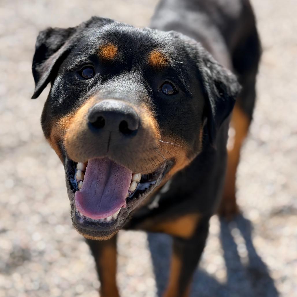 Enlarge Tisha, a Adoptable Rottweiler in Durango, CO image 2/6
