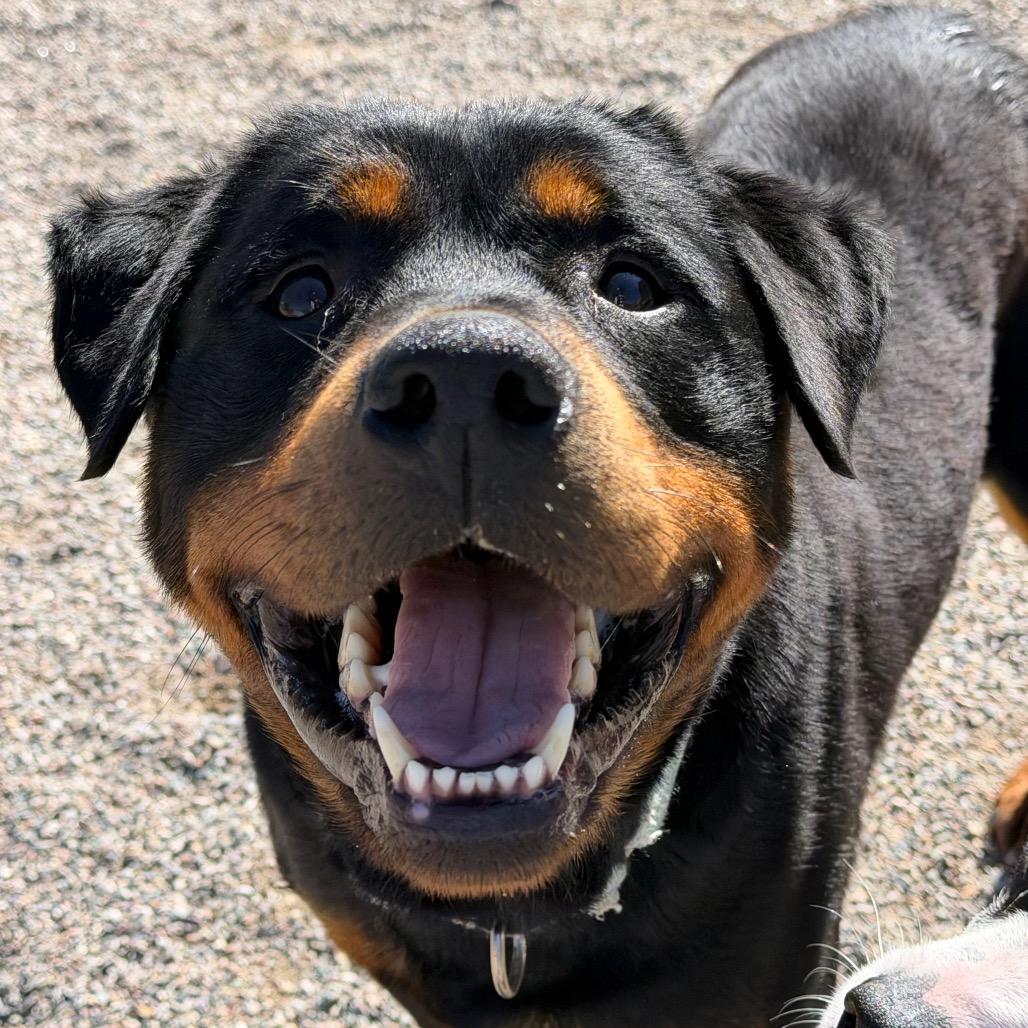 Enlarge Tisha, a Adoptable Rottweiler in Durango, CO image 3/6