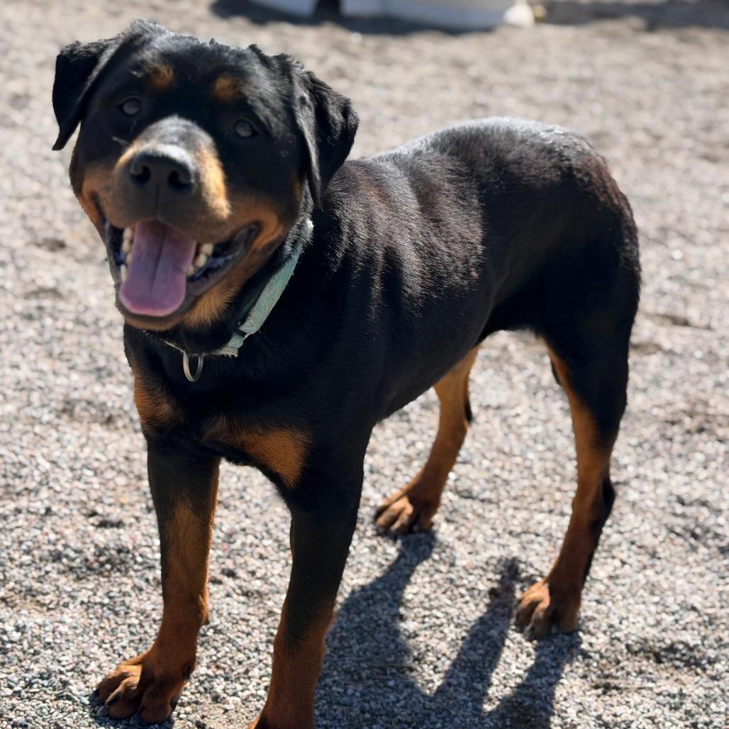 Enlarge Tisha, a Adoptable Rottweiler in Durango, CO image 4/6