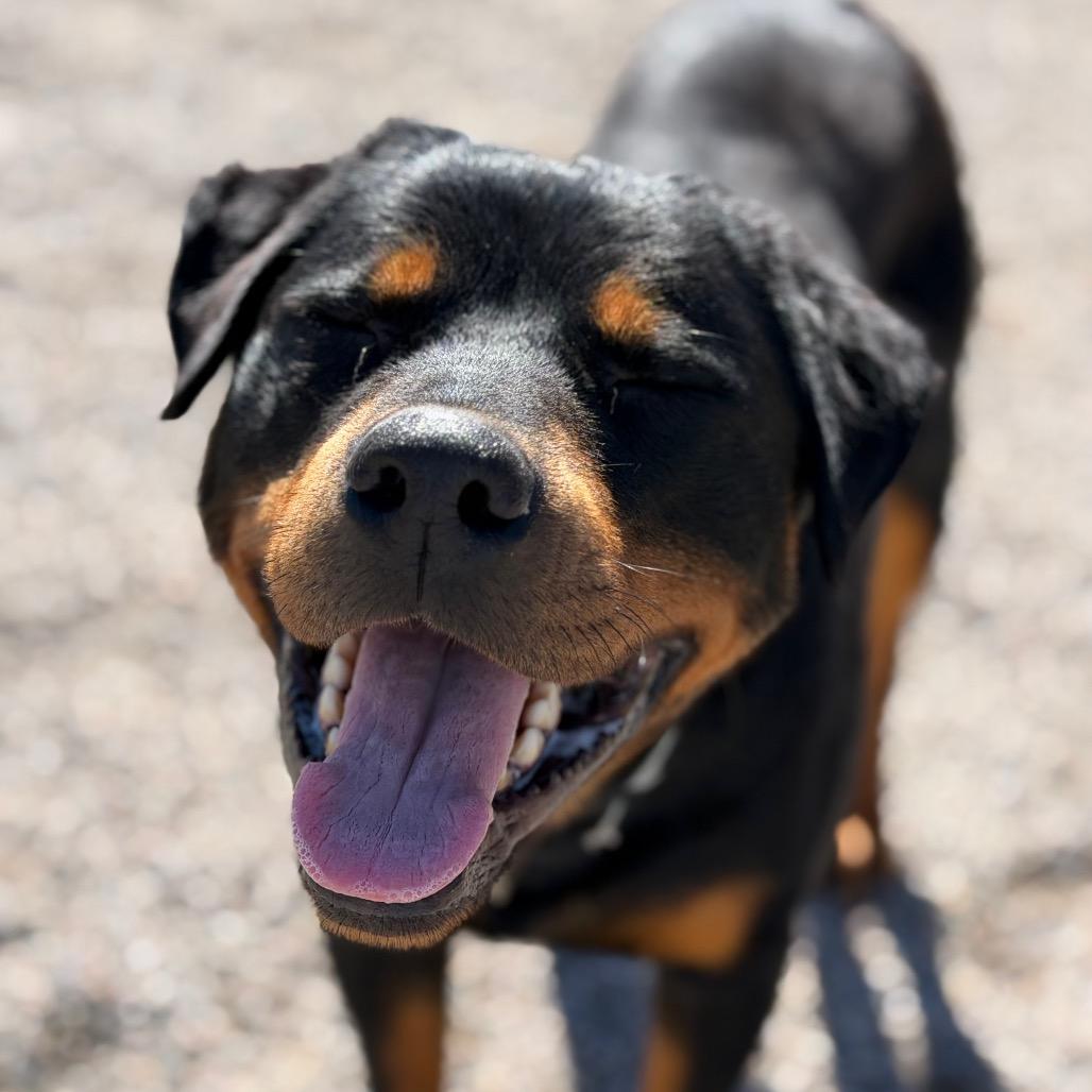 Enlarge Tisha, a Adoptable Rottweiler in Durango, CO image 5/6