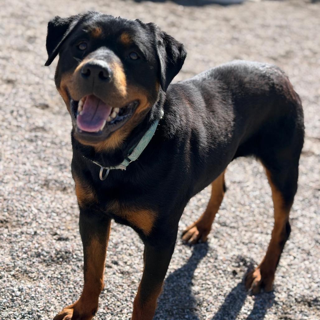Enlarge Tisha, a Adoptable Rottweiler in Durango, CO image 6/6
