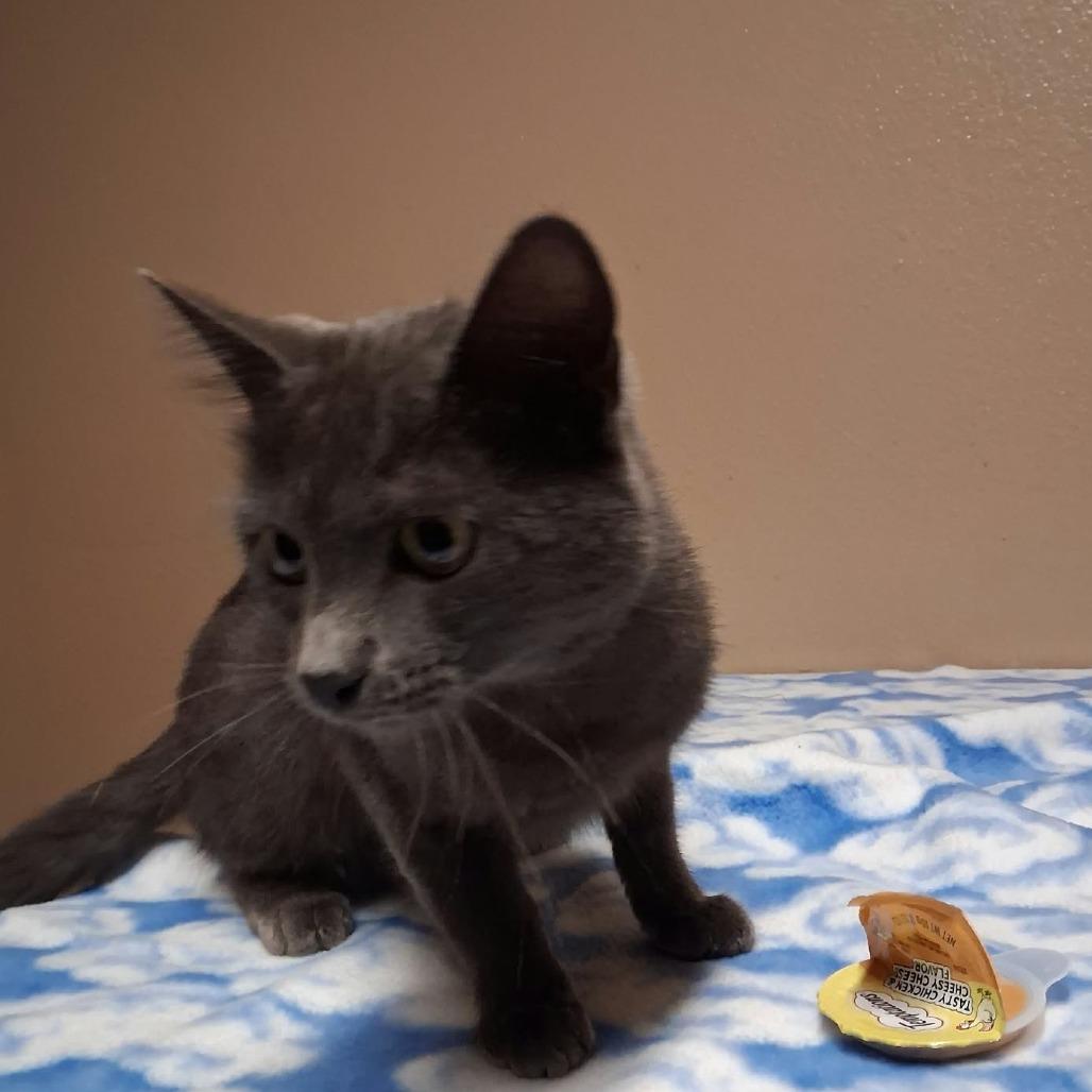 Sparkle, Adoptable, Young Female Domestic Short Hair.