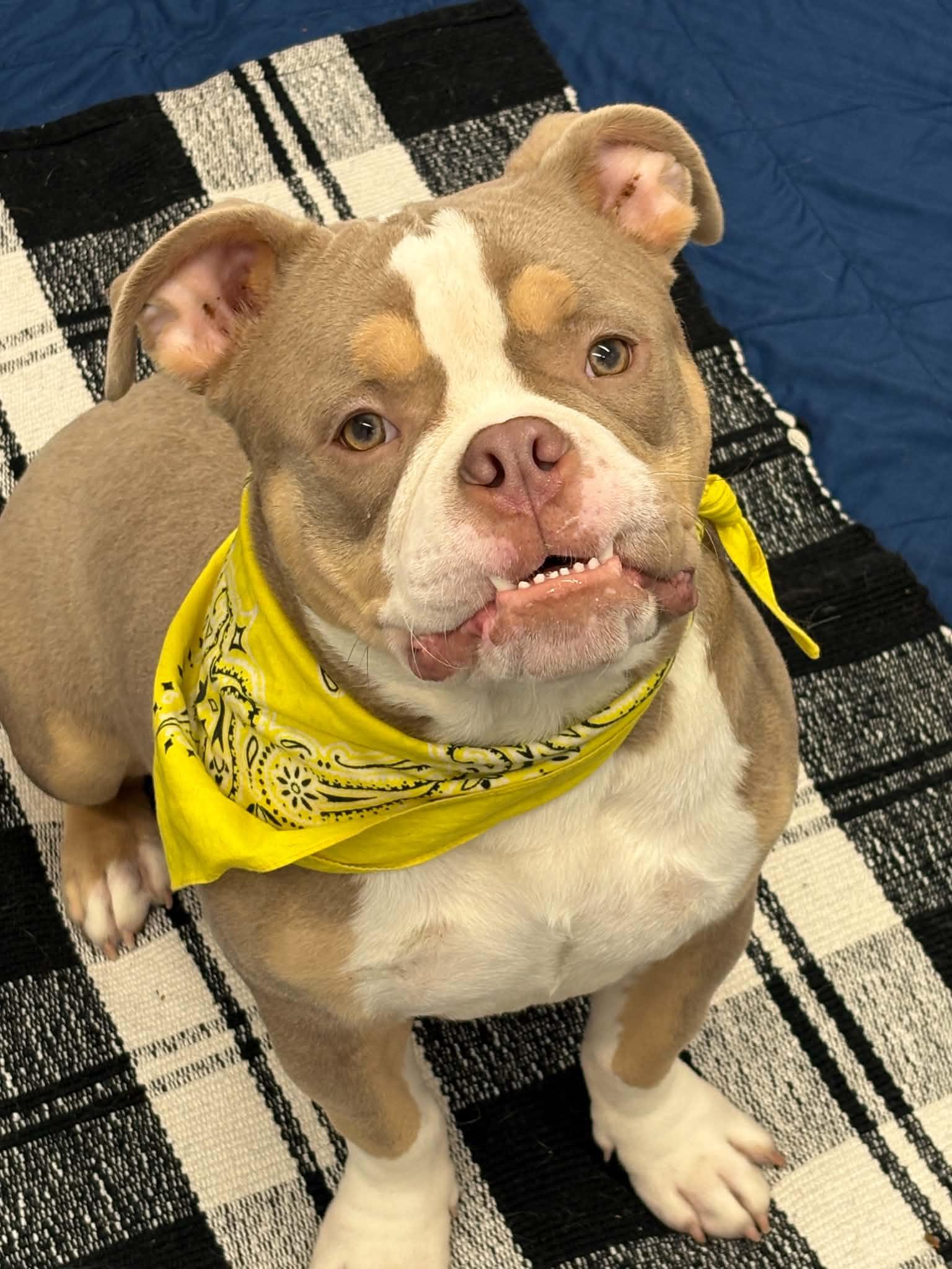 Ethan, Adoptable, Puppy Male American Bulldog.