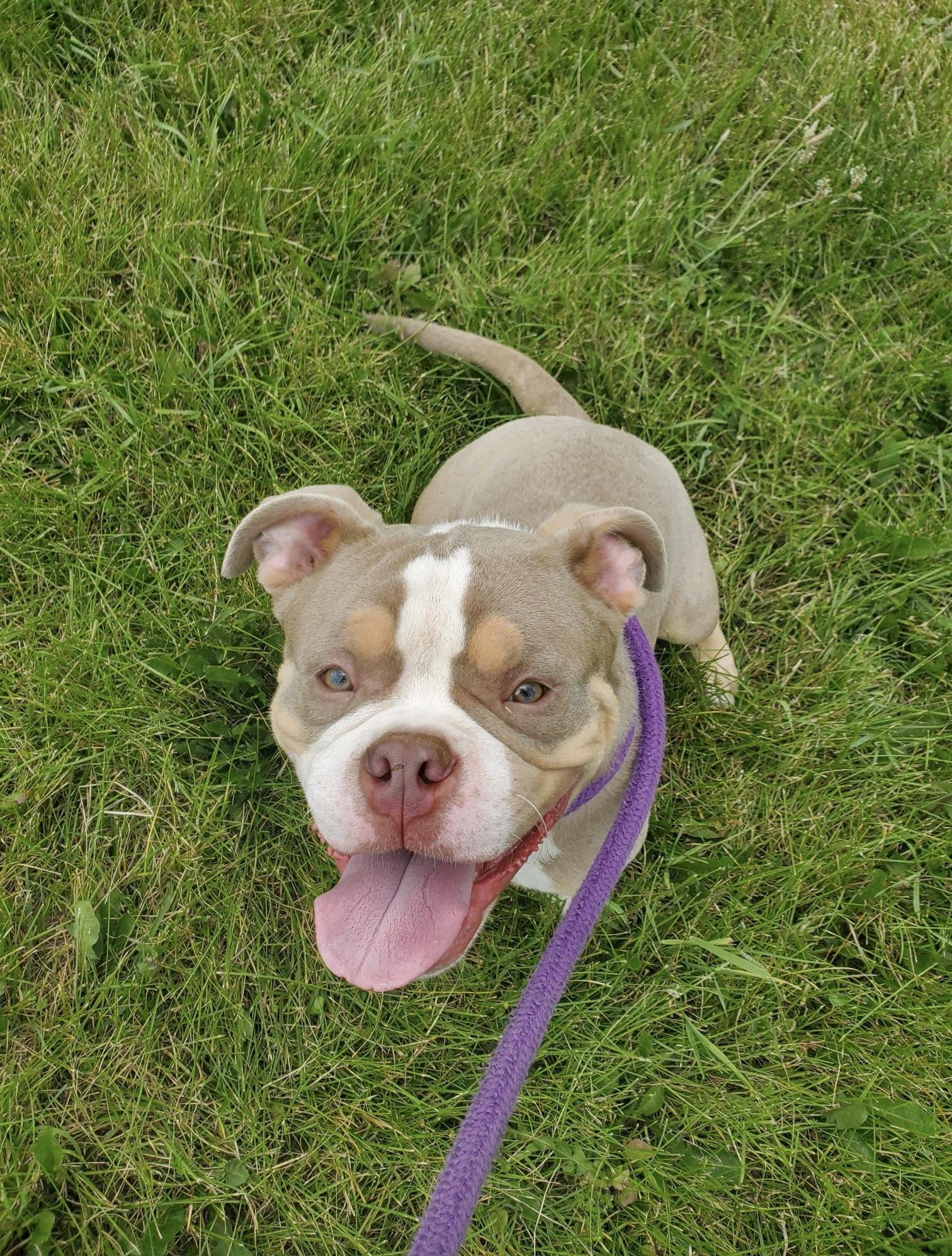 Enlarge Ethan, a Adoptable mixed breed in Oxford, MI image 5/6