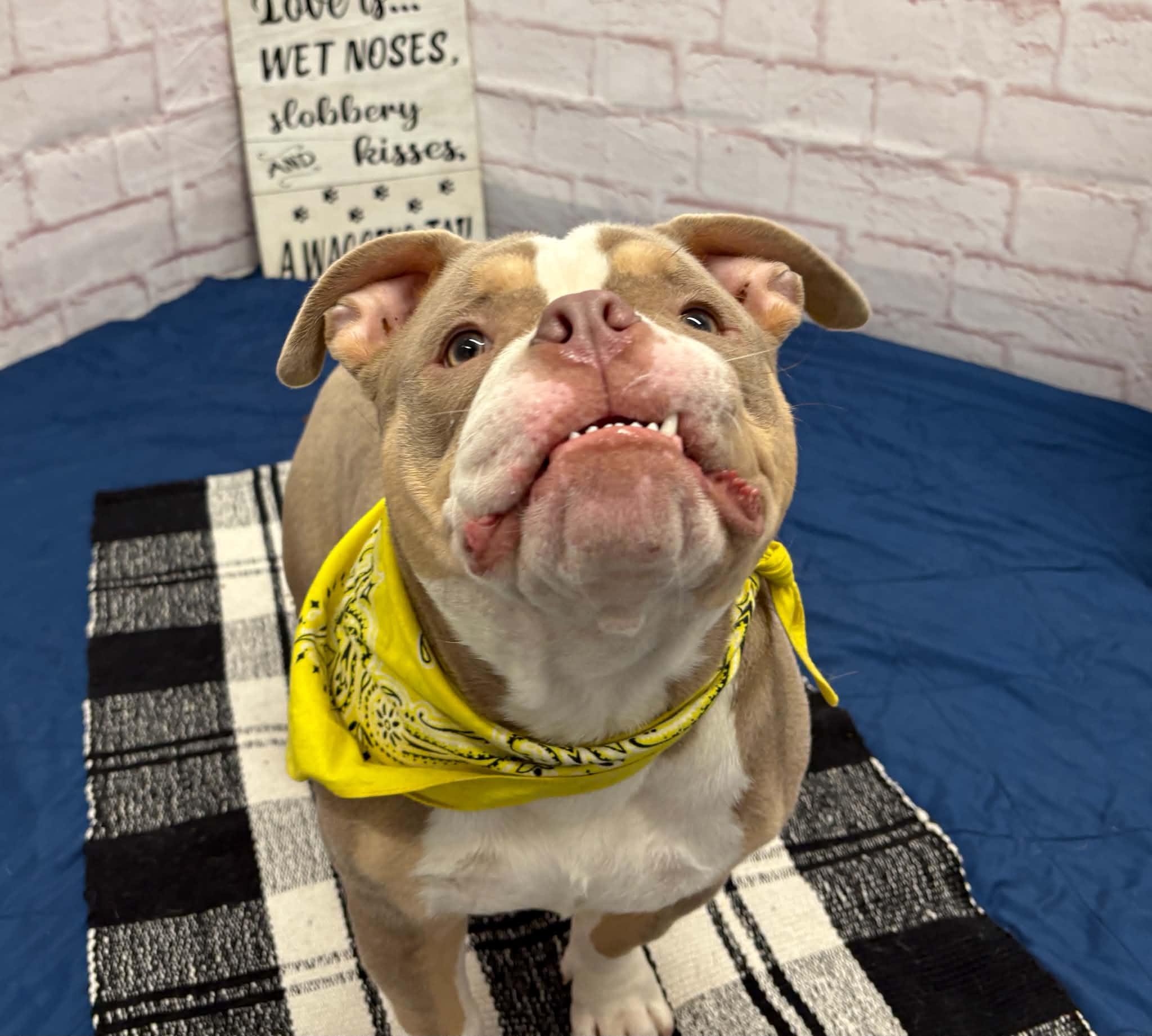 Enlarge Ethan, a Adoptable mixed breed in Oxford, MI image 2/6