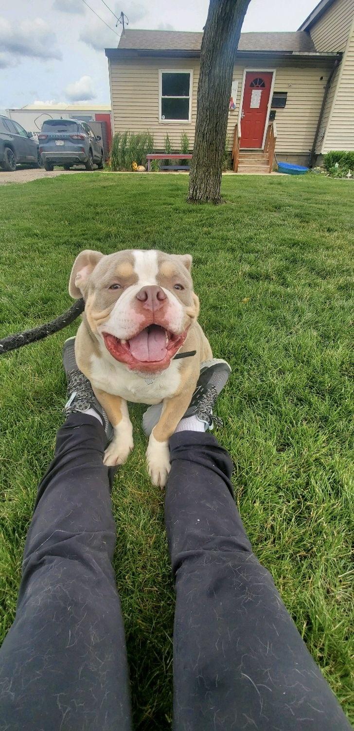 Enlarge Ethan, a Adoptable mixed breed in Oxford, MI image 3/6