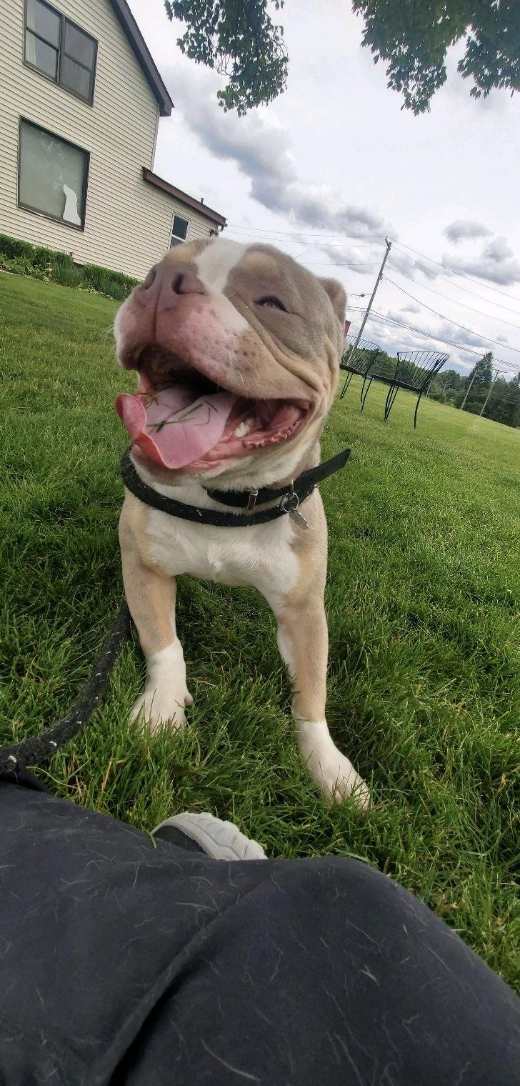 Enlarge Ethan, a Adoptable mixed breed in Oxford, MI image 4/6