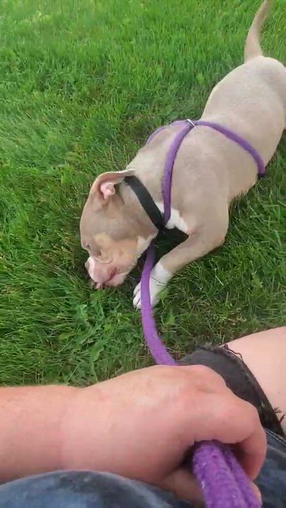 Enlarge Ethan, a Adoptable mixed breed in Oxford, MI video 6/6