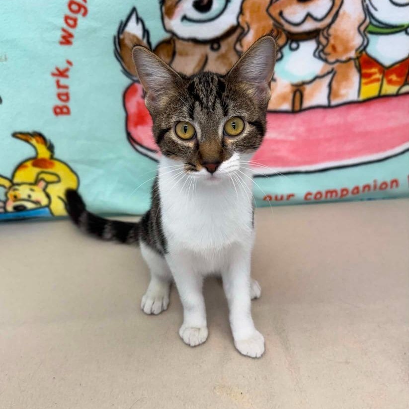 Enlarge Mimosa, a Adopted Domestic Short Hair in Benld, IL image 1/1