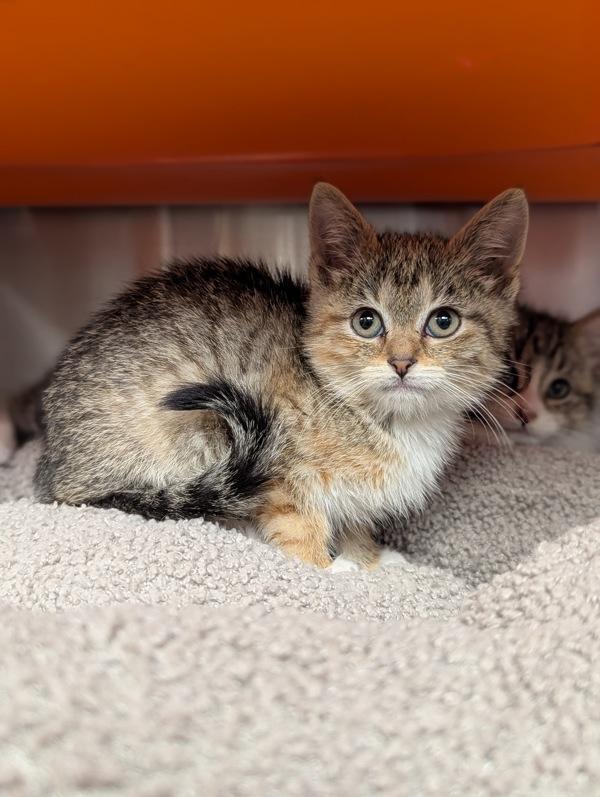 Candy Land (with Sorry!), Adoptable, Kitten Female Domestic Short Hair.