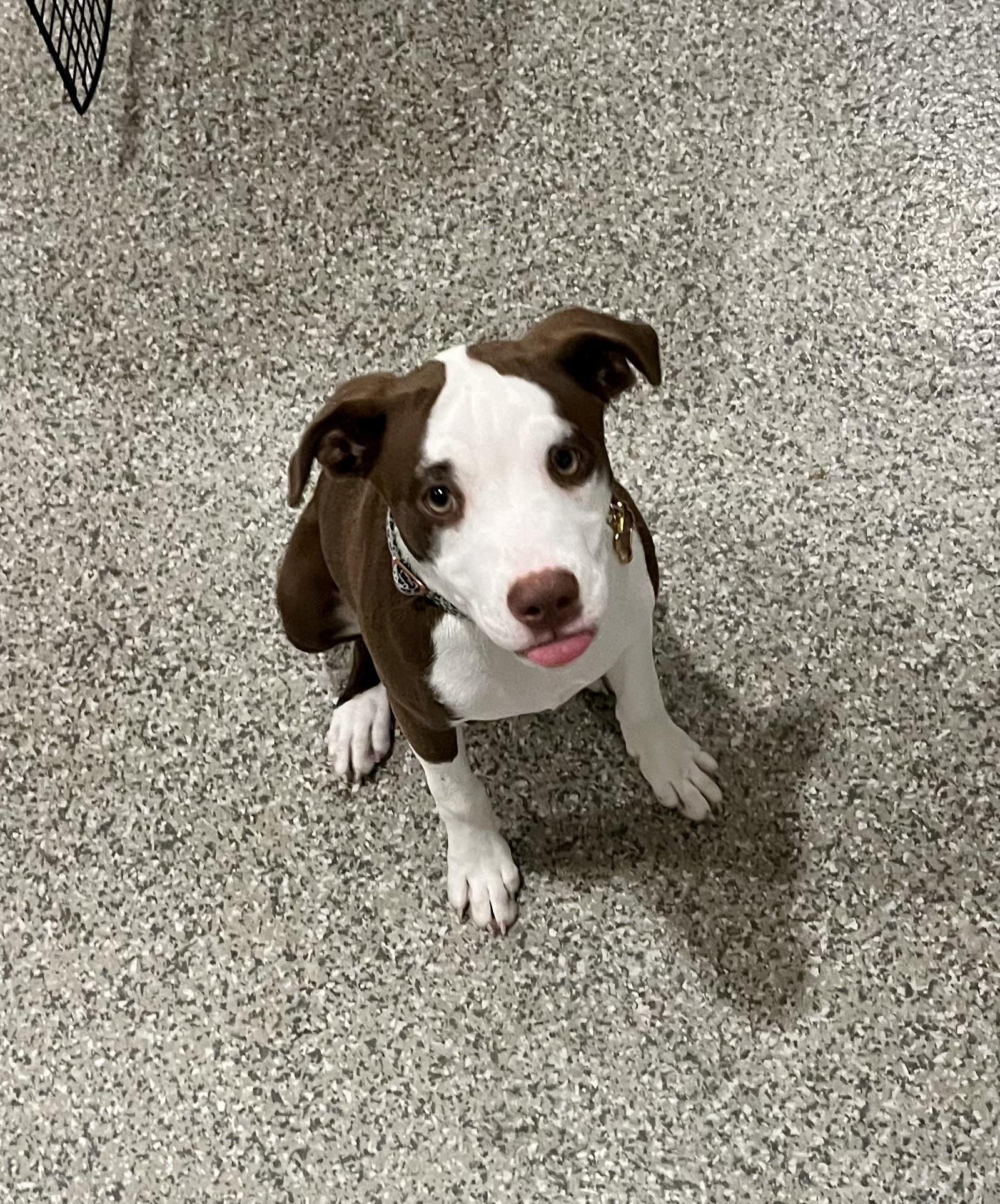 Junie, Adopted, Puppy Female Pit Bull Terrier & Staffordshire Bull Terrier.