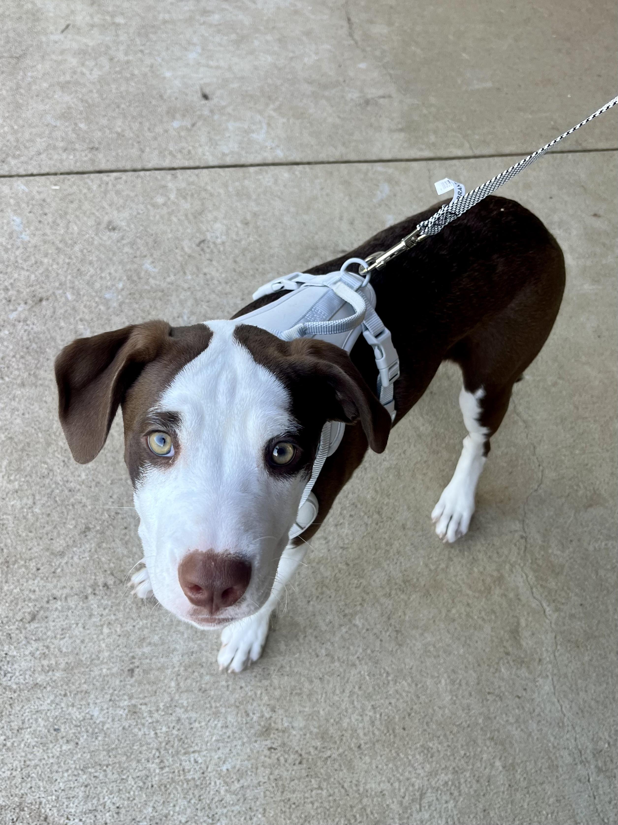 Junie, a Adopted mixed breed in Athens, OH image 2/2