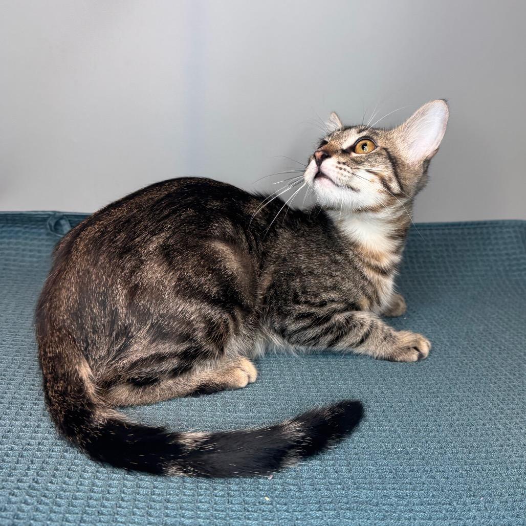 Xaden, Adoptable, Young Male Domestic Medium Hair.