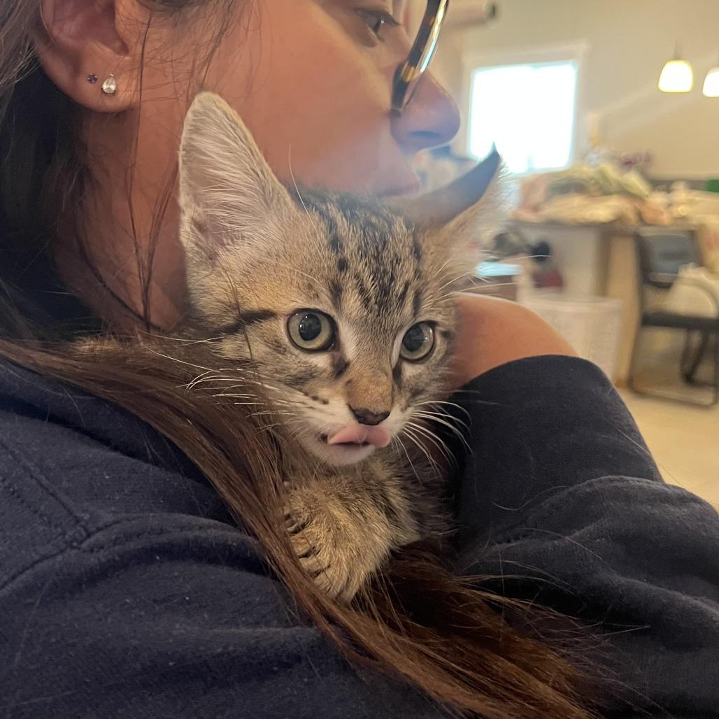 Xaden, a Adoptable Domestic Medium Hair in San Antonio, TX image 2/6