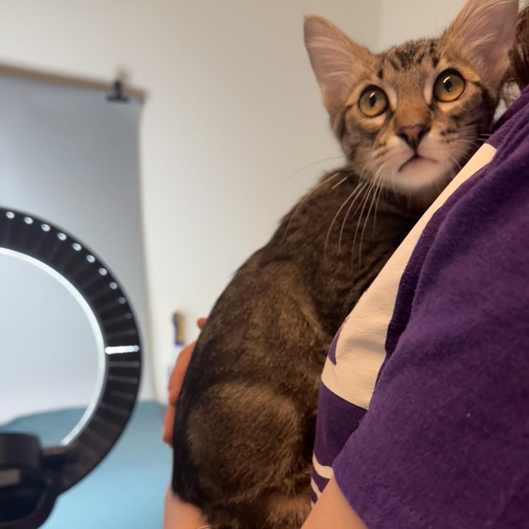 Xaden, a Adoptable Domestic Medium Hair in San Antonio, TX image 3/6