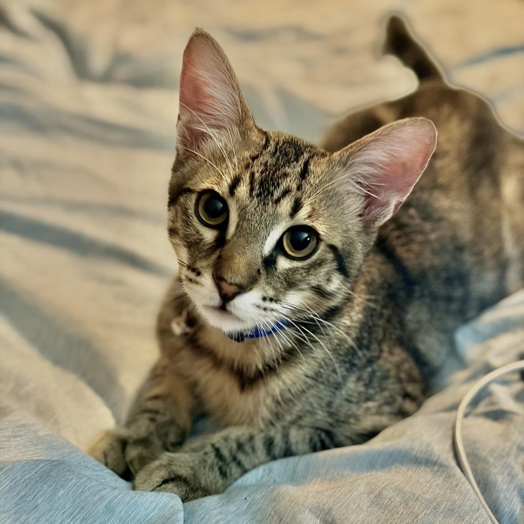 Xaden, a Adoptable Domestic Medium Hair in San Antonio, TX image 4/6