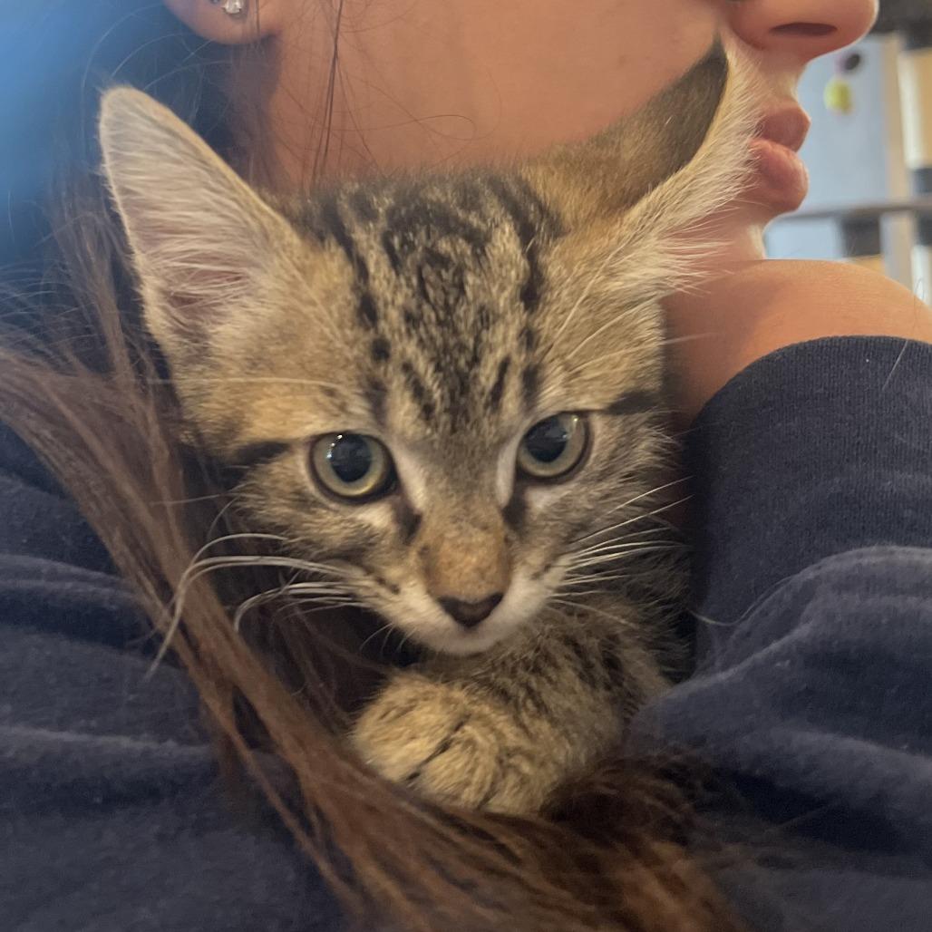 Xaden, a Adoptable Domestic Medium Hair in San Antonio, TX image 5/6
