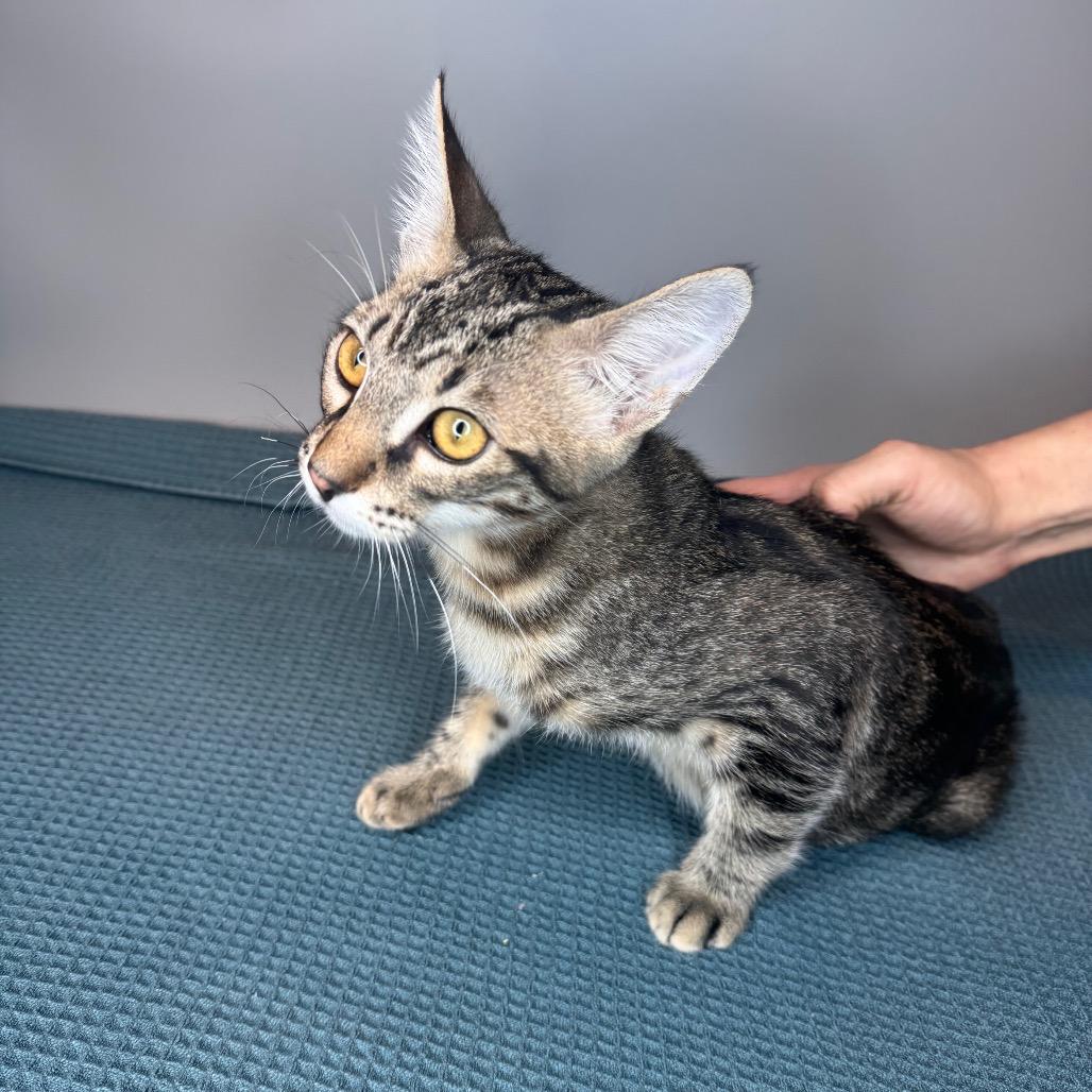 Xaden, a Adoptable Domestic Medium Hair in San Antonio, TX image 6/6
