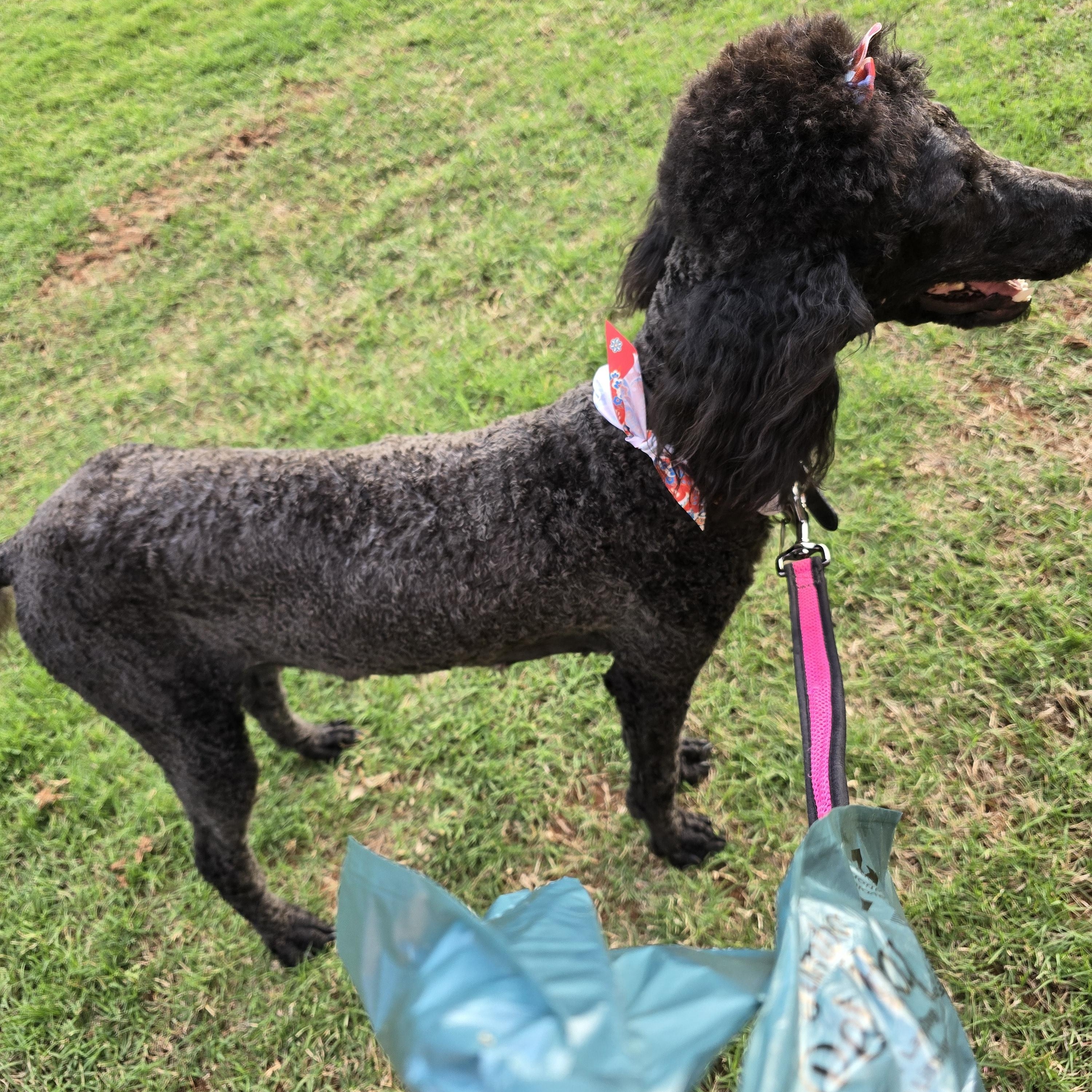 Enlarge Bailey, a ADOPTABLE Standard Poodle in Guthrie, OK image 4/4