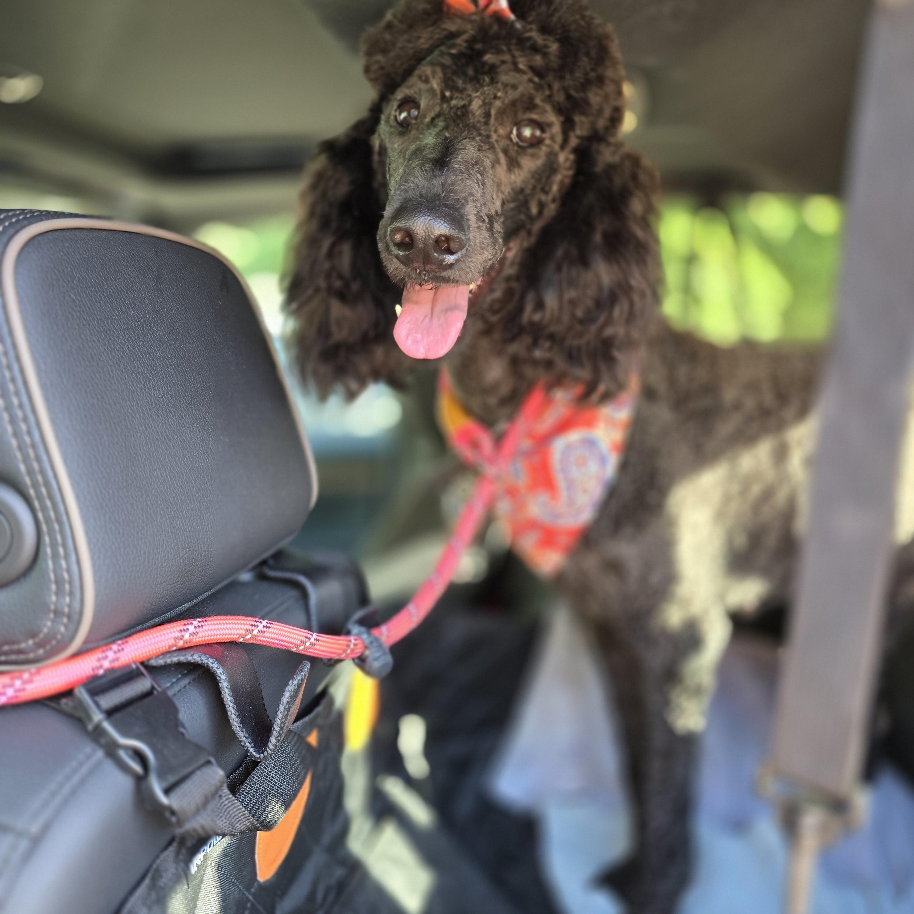 Bailey, ADOPTABLE, Adult Female Standard Poodle.