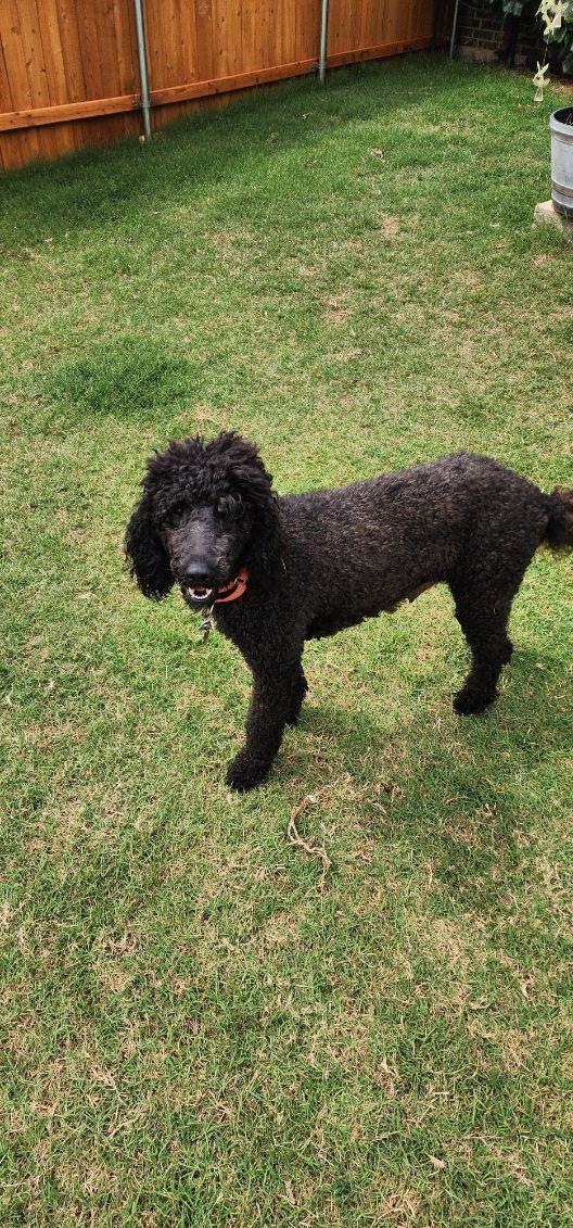 Enlarge Bailey, a ADOPTABLE Standard Poodle in Guthrie, OK image 3/4