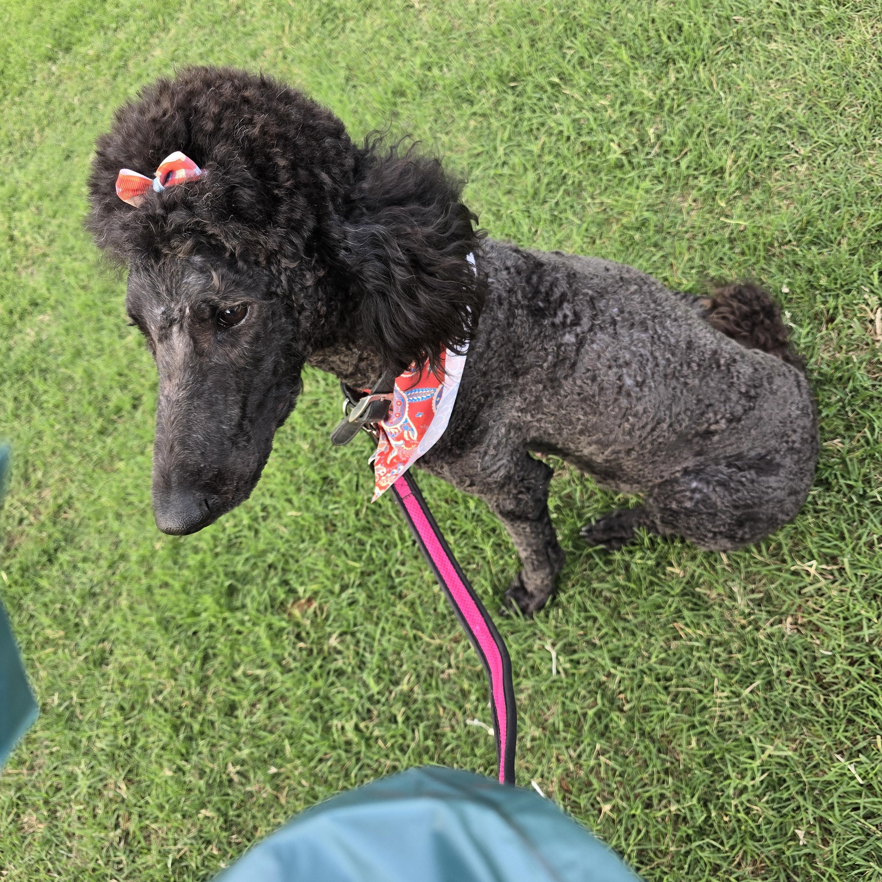 Enlarge Bailey, a ADOPTABLE Standard Poodle in Guthrie, OK image 2/4