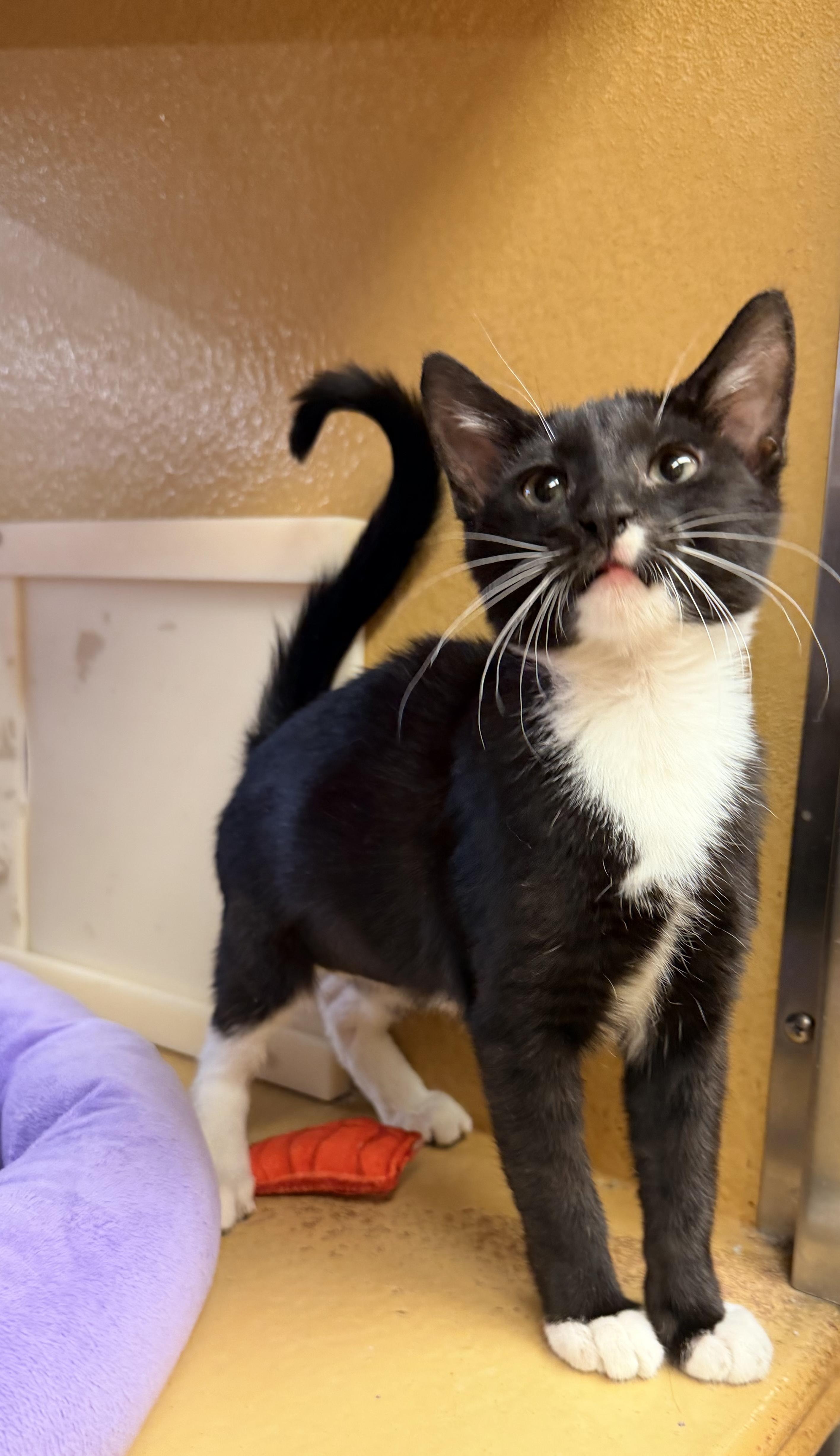 Maxine, a ADOPTABLE mixed breed in Albuquerque, NM image 2/4