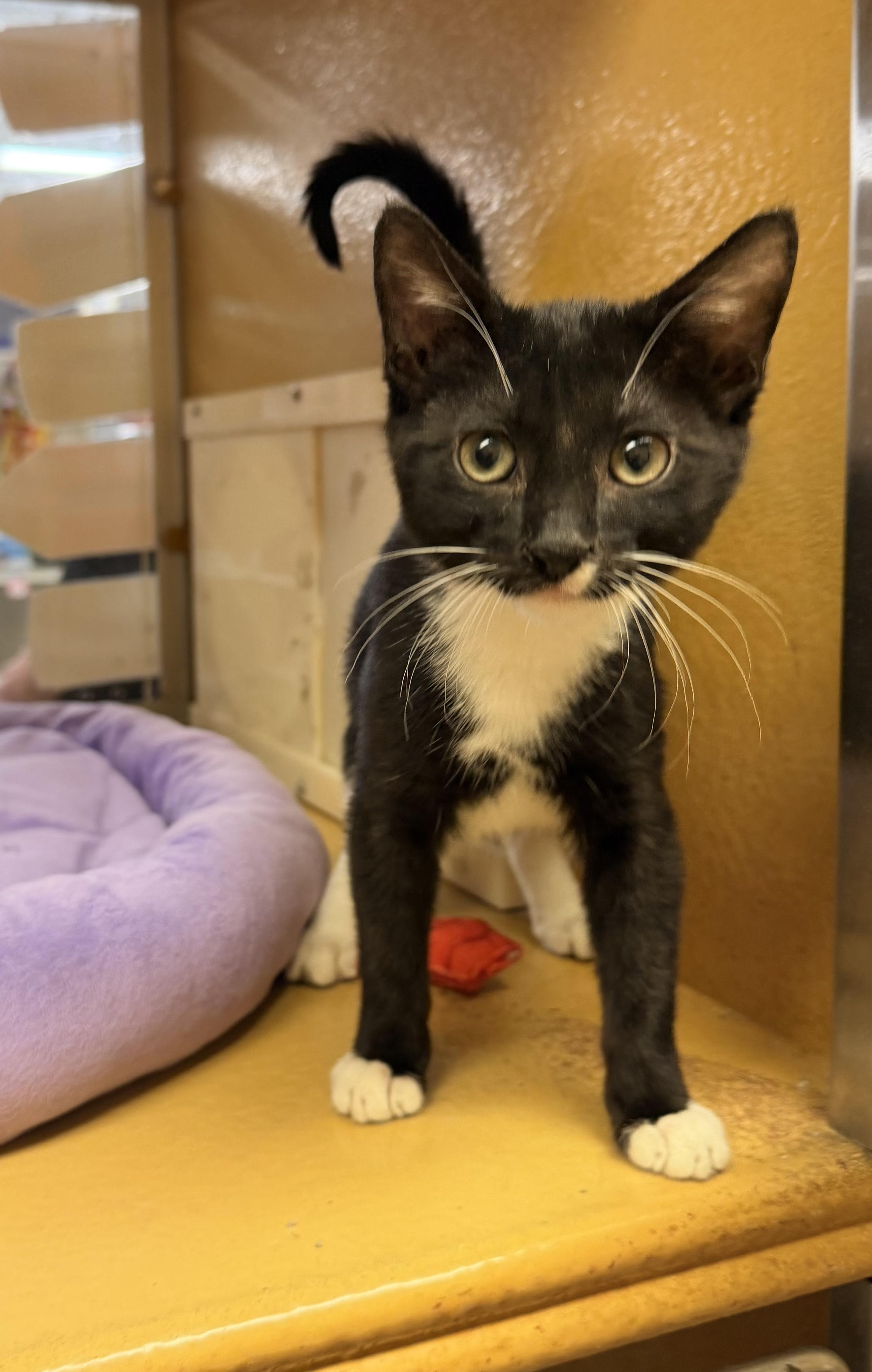 Maxine, ADOPTABLE, Kitten Female Tuxedo.