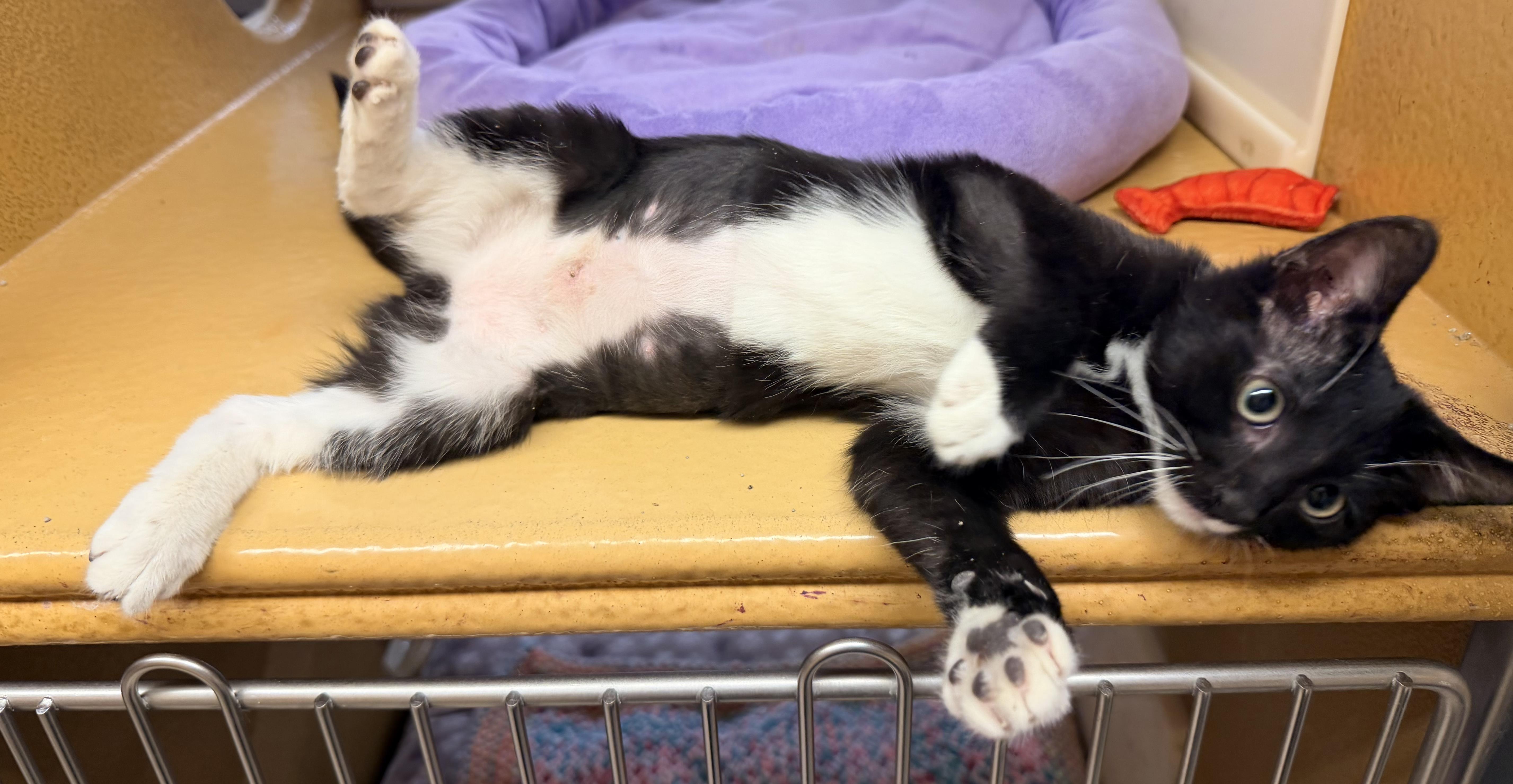 Maxine, a ADOPTABLE mixed breed in Albuquerque, NM image 3/4