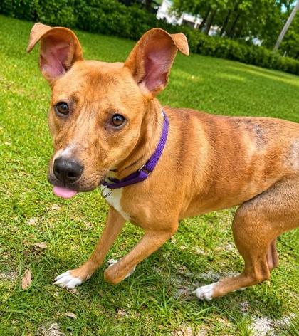 Enlarge Honey, a Adoptable mixed breed in Palm Coast, FL image 1/3
