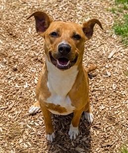 Honey, Adoptable, Young Female Terrier & Hound.