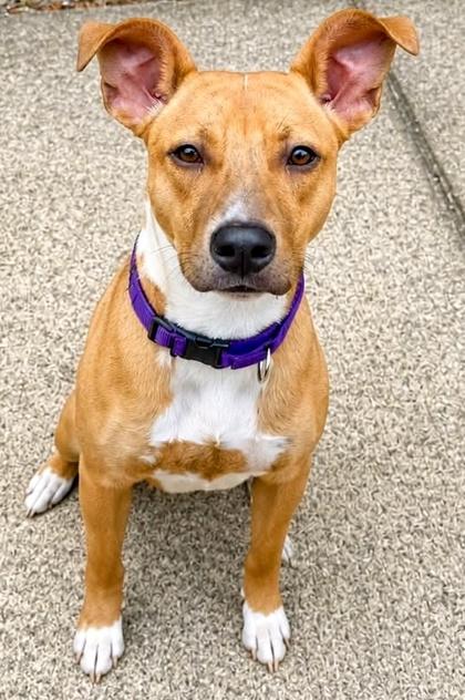 Enlarge Honey, a Adoptable mixed breed in Palm Coast, FL image 2/3
