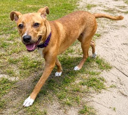 Honey, a Adoptable mixed breed in Palm Coast, FL image 2/3