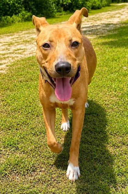 Honey, a Adoptable mixed breed in Palm Coast, FL image 3/3