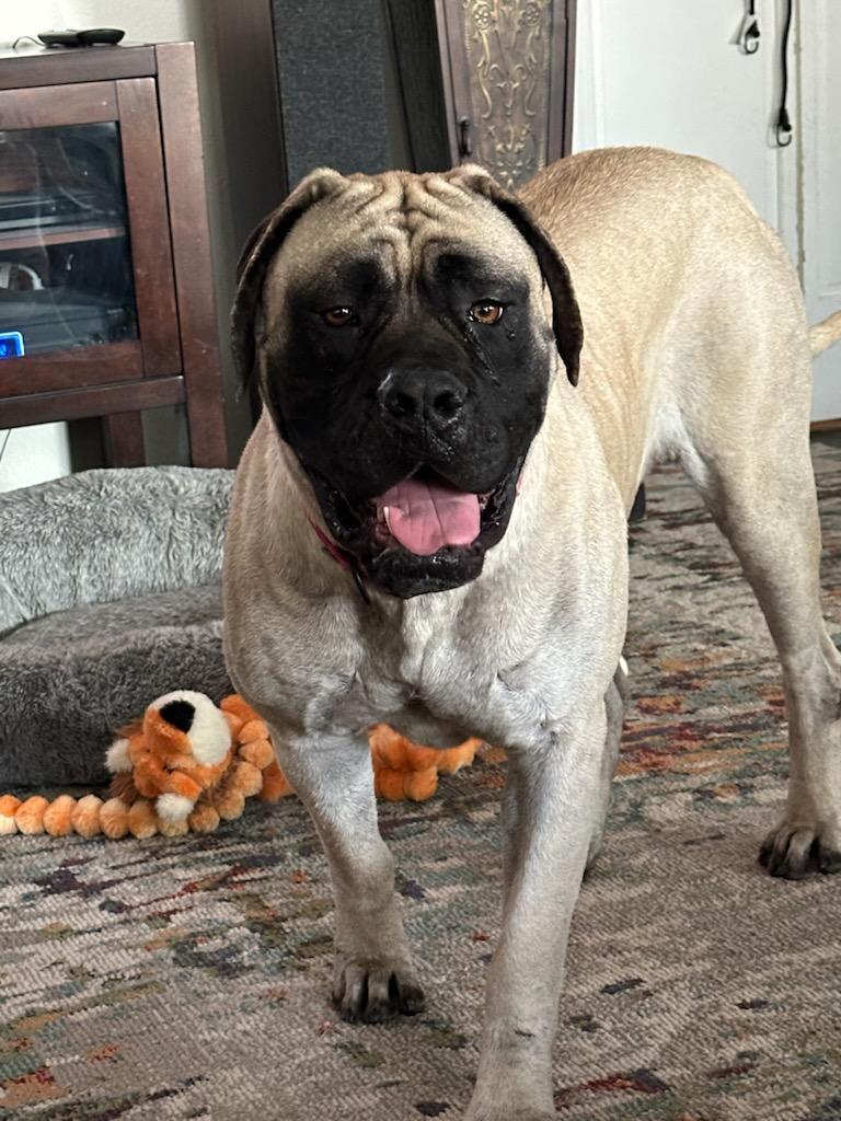 Daisy, Adoptable, Young Female Mastiff.