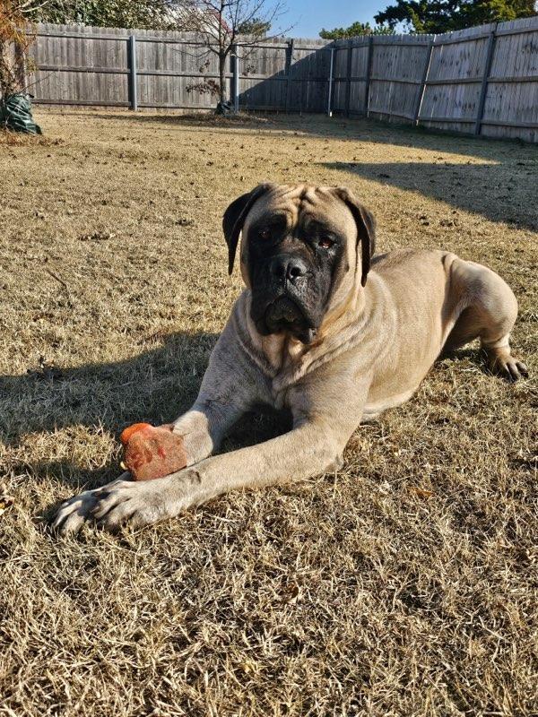 Enlarge Daisy, a Adoptable Mastiff in Edmond, OK image 2/3