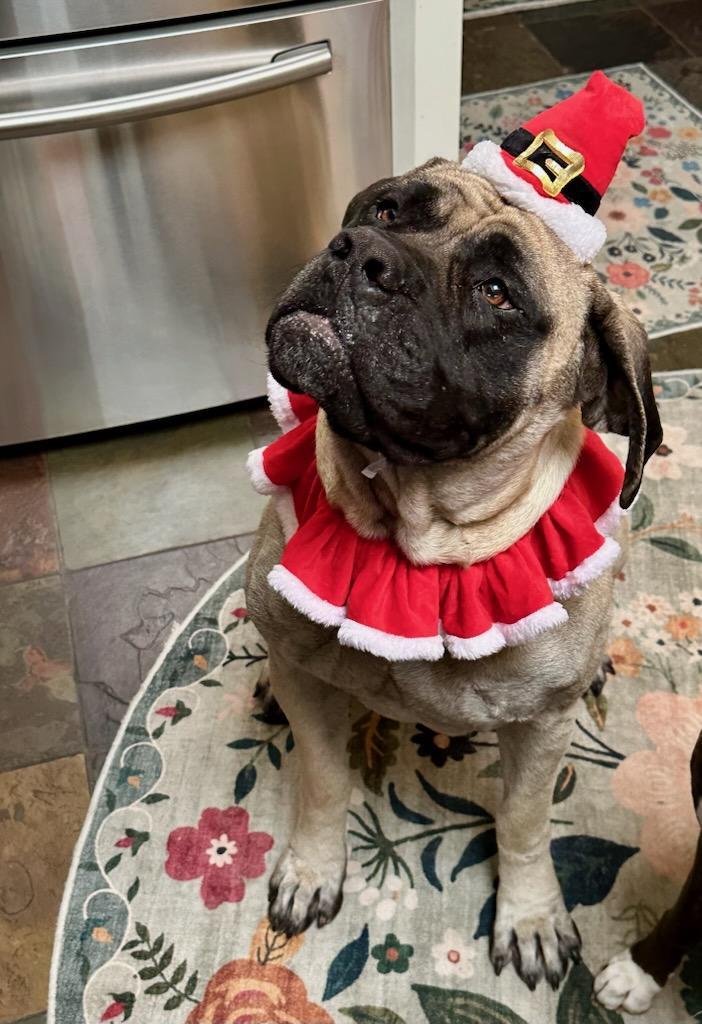 Enlarge Daisy, a Adoptable Mastiff in Edmond, OK image 3/3