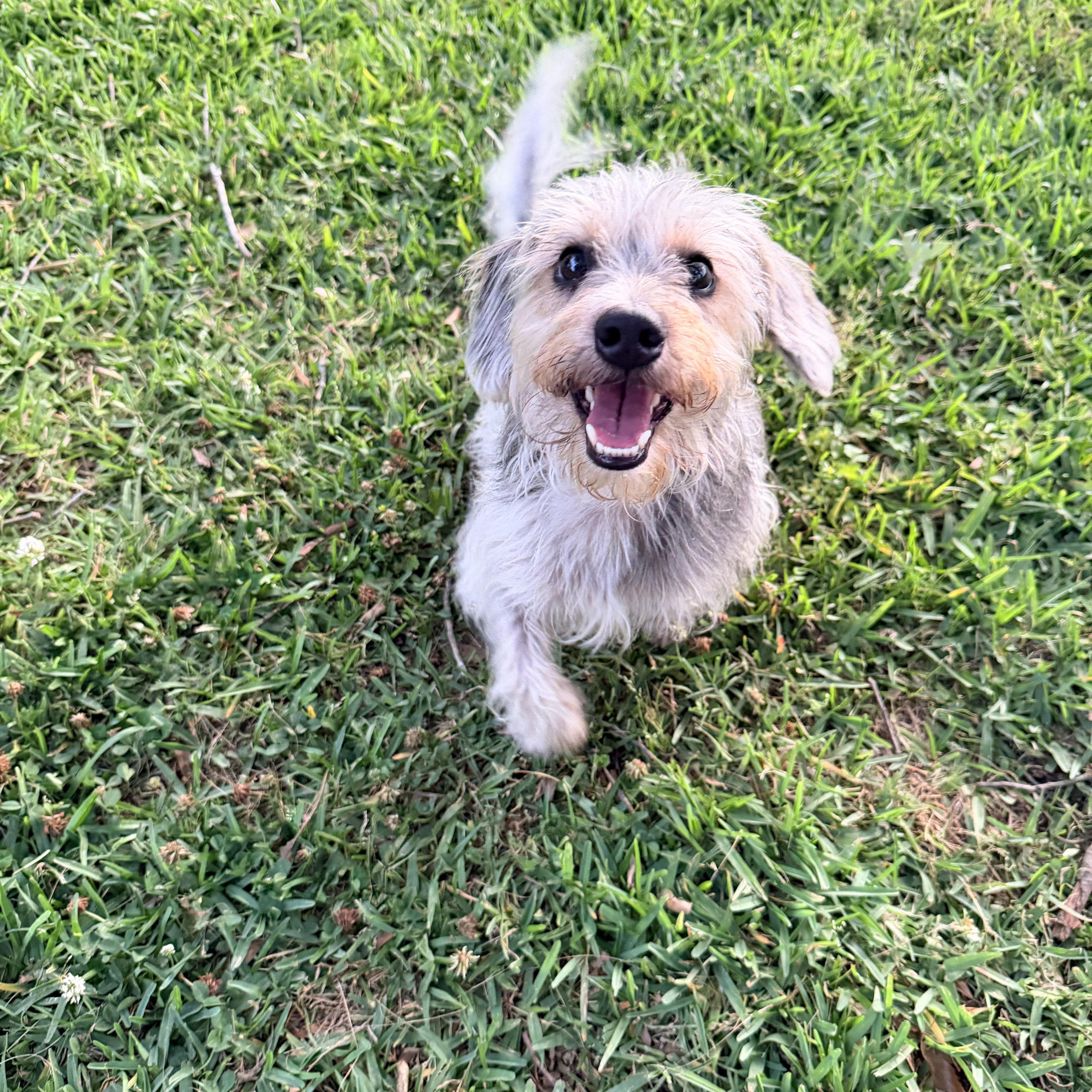 Enlarge Fonzie, an adopted mixed breed in Baker, LA image 4/6