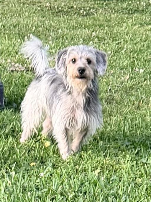 Fonzie, adopted, Adult Male Cairn Terrier.