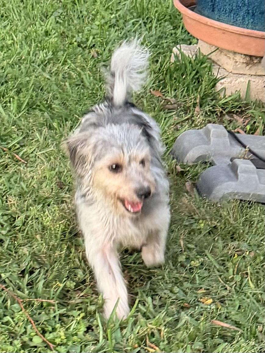 Enlarge Fonzie, an adopted mixed breed in Baker, LA image 3/6